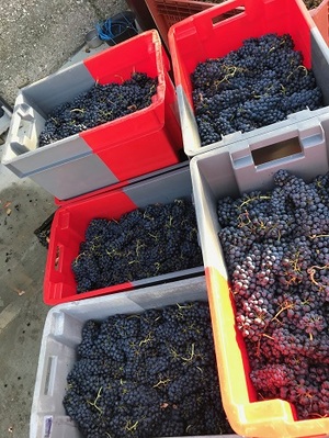 caisses de raisins vendanges 2019