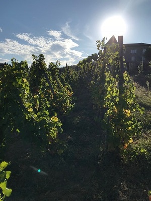 vignes vendanges 2019